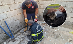 Şanlıurfa'da Foseptik Çukuruna Düşen Kedi, Ekiplerce Tuvalet Kırılarak Çıkarıldı