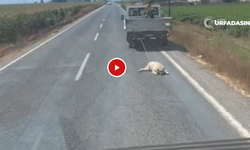Şanlıurfa'da Ölü Köpek Kamyonetin Arkasında Sürüklenerek Götürüldü