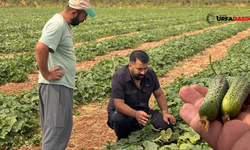 Suruç Ovası’nda GAP Suyuyla Ürün Çeşitliliği Artıyor