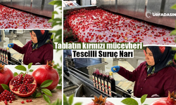 Coğrafi İşaretli Suruç Narında Bereket Yılı