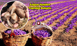 Şanlıurfa’da Safran Bitkisi, Genç Mühendislerin Elinde Yeniden Hayat Bulacak
