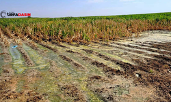 Şanlıurfa'da Suruç Ovasında da Harran Ovasındaki Gibi Vahşi Sulama Yapanlar Var