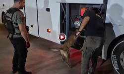 Şanlıurfa'da Yolcu Otobüsündeki Valizden 17 Kilogram Skunk Çıktı