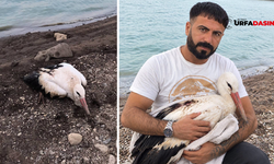 Şanlıurfa Viranşehir’de Yaralı Olarak Bulunan Leylek Tedavi Altına Alındı