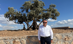 Vali Şıldak'tan Şanlıurfa'daki Anıt Zeytin Ağacı'na İlişkin Önemli Duyuru