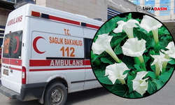 Şanlıurfa'da Yedikleri Çiçekten Zehirlenen 3 Çocuk Hastaneye Kaldırıldı