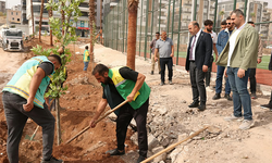 Başkan Çiftçi Çalışmaları İnceledi: "Karaköprü’yü Yeşillendirmek Öncelikli Hedefimiz"