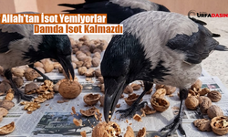 Şanlıurfa'da 3 Karga 3 Kilo Cevizi 3 Günde Tüketti