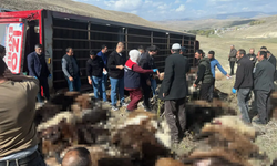 Şanlıurfa Siverek'e Sevk Edilen 300 Hayvanın Yarısı Trafik Kazasında Telef Oldu