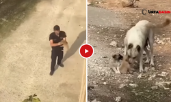 Şanlıurfa’da Dereye Düşen Yavru Köpek Kurtarılıp Annesine Kavuşturuldu