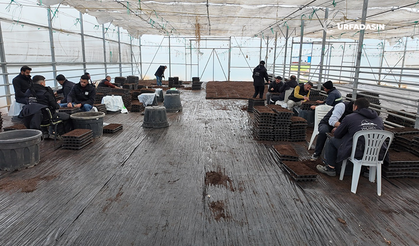 Şanlıurfa'da Çiftçilere Destek İçin 1 Milyon Fide Üretiliyor