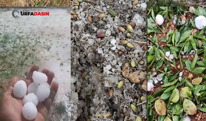 Bozovalı Çiftçilerden Oluşan Zarar Nedeniyle "Afet Bölgesi" Çağrısı