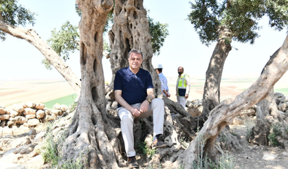 Şanlıurfa Anıt Zeytin Ağacına Çevre Düzenlemesi Yapılıyor
