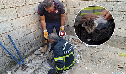 Şanlıurfa'da Foseptik Çukuruna Düşen Kedi, Ekiplerce Tuvalet Kırılarak Çıkarıldı