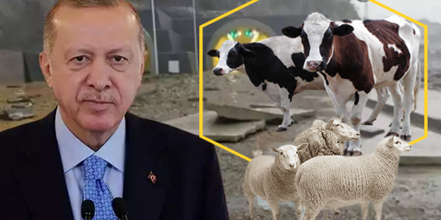 Cumhurbaşkanı Erdoğan İçin 11 Kurban Kestirdi