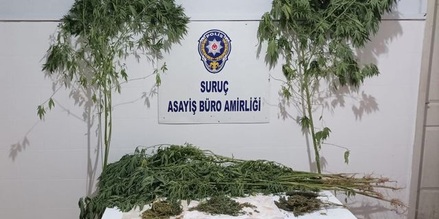 Suruç'ta Uyuşturucu Operasyonu Gözaltı Var