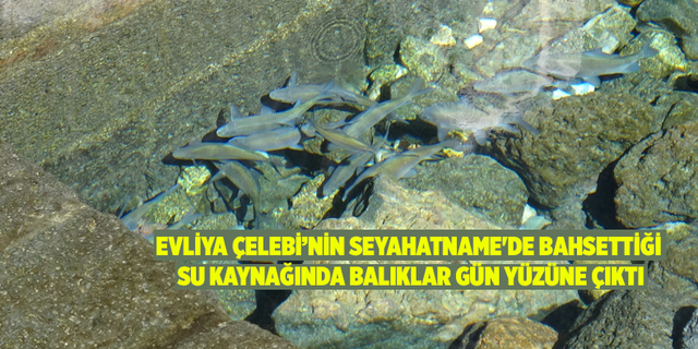 Şanlıurfa'da Bulunan Balıklıgöl'deki Gibi Balıklar Ortaya Çıktı