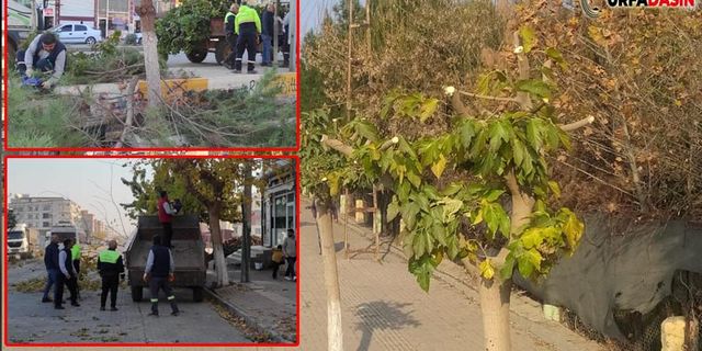 Viranşehir'de Ağaçlar Kış İçin Budandı