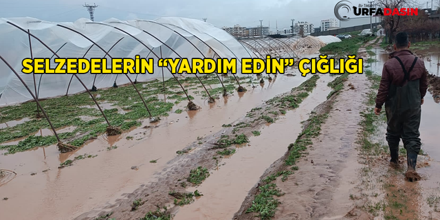 Selden Zarar Gören Urfalı Çiftçiler Destek Bekliyor