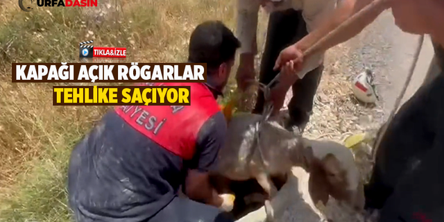 Urfa’da Kapağı Açık Olan Rögara Bu Kez Koyun Düştü