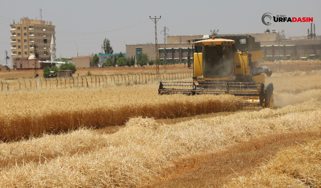 TMO Siverek’te 14 Bin Ton Makarnalık Ve Ekmeklik Buğday Alımı Yapacak