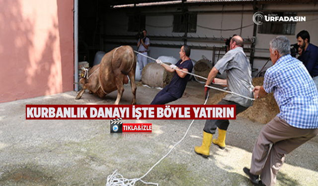 Kurbanlık Danayı Yere Yatırmanın İşte En Kolay Yöntemi