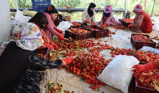 Urfa'da Binlerce Kadının Acı Mesaisi 2 Ay Sürüyor