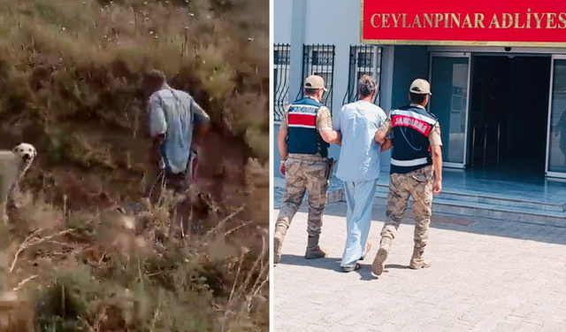 Ceylanpınar'da Köpek Davasında Tutuklama