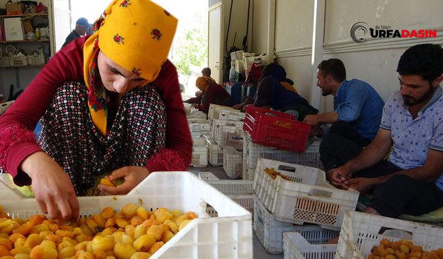 Kayısı Çekirdeği Hem Şifa Hem Zehir Olabilir!