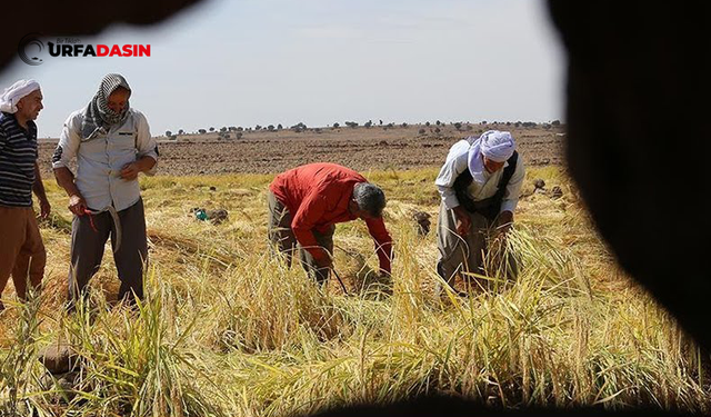 Şanlıurfa Karacadağ Bölgesinde Pirinç Hasadı Başladı