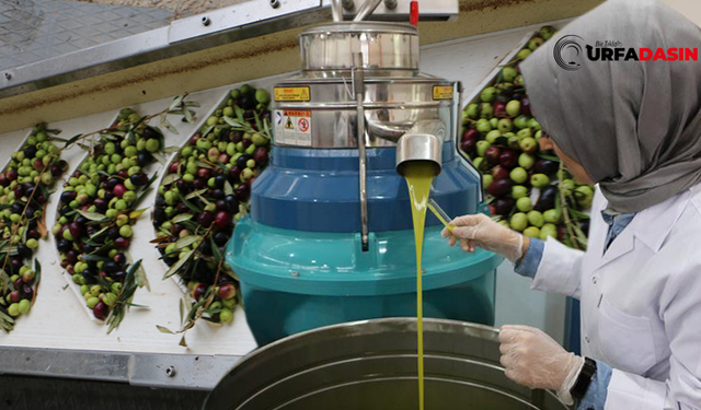 Zeytinyağı fiyatları uçuşa geçince  Şanlıurfa'da zeytin yatırım aracı oldu!