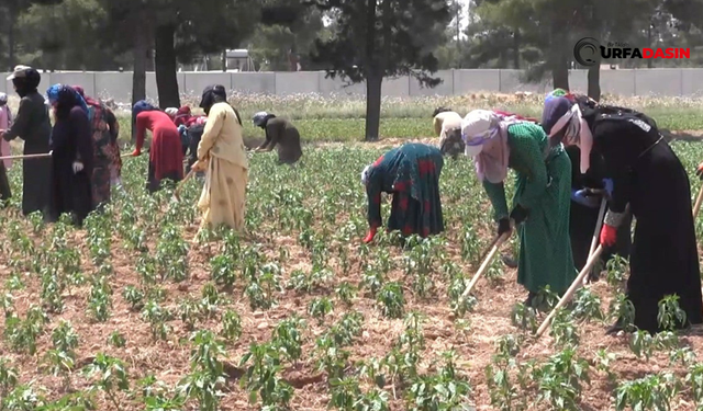 Tarım İşçisi Avukatlar,  mevsimlik tarım işçilerinin sorunlarını raporladı