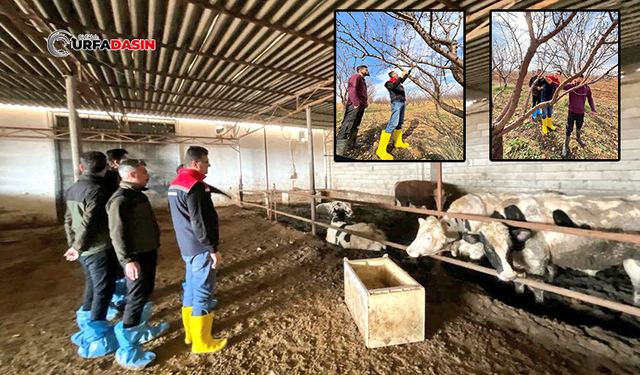 İl Müdürü Aksoy, Suruç'ta Badem Bahçesi ve Hayvan İşletmesini İnceledi