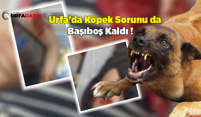 Şanlıurfa'da Başıboş Sokak Köpekleri Dehşet Saçtı!