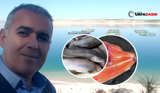 Şanlıurfa Balıkçılığına Türk Somonu da Eklendi