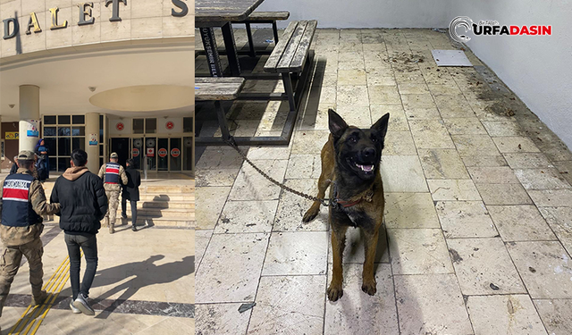 Şanlıurfa’da K-9 Köpeğini Çalan Hırsızlar Yakalandı