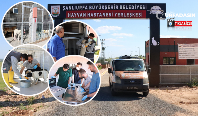 Şanlıurfa'da Tam Teşekküllü Hayvan Hastanesi Hizmete Girdi