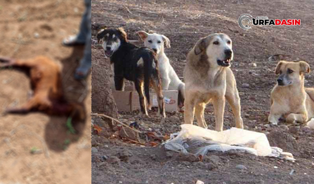 Şanlıurfa'da Başıboş Köpekler Ahırdaki Koyunları Telef Etti
