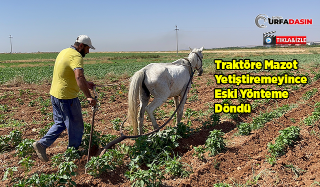 Yükselen Yakıt Fiyatları Nedeniyle Tarlasını At ile İşlemeye Başladı