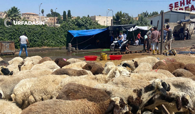 Şanlıurfa Kurban Pazarlarında Yaprak Kımıldamıyor