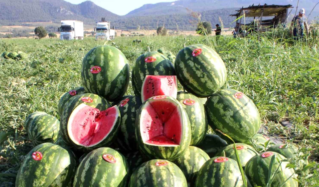 Tescili Osmaneli karpuzunun hasadını Urfalı işçiler yapıyor