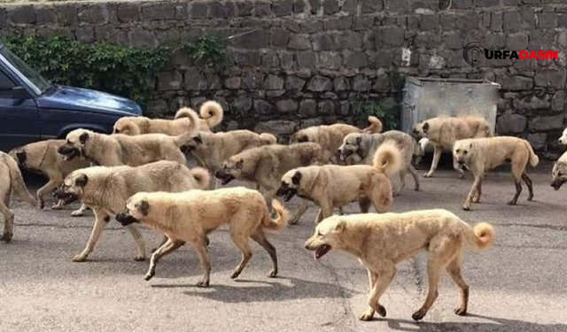 Şanlıurfa'da 3 bin 422 köpek kısırlaştırıldı, 4 binine kuduz aşısı yapıldı