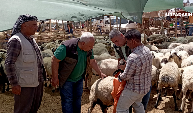 Şanlıurfa'da Gecici Kurban Pazarlarında Veterinerlerden Sıkı Denetim