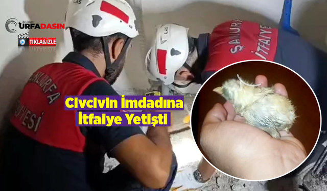 Aptal Karga Gak Dedi Ağzındaki Civciv Lavabo Giderine Düştü