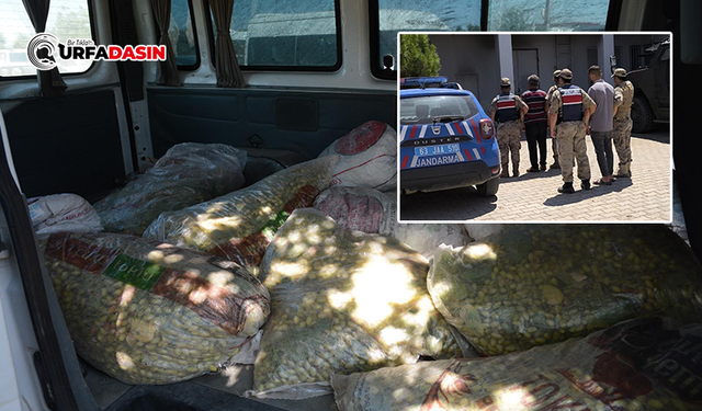 Şanlıurfa’da Fıstık Hırsızları Suçüstü Yakalandı