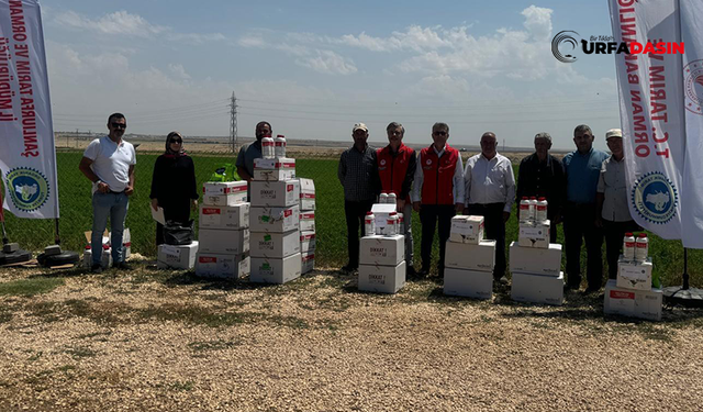 Organik Suruç Narı Üretimi İçin Çiftçilere Dağıtıldı