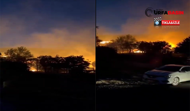 Şanlıurfa'da Ormanlık Alanda Büyük Yangın, Çok Sayıda Ekip Sevk Edildi