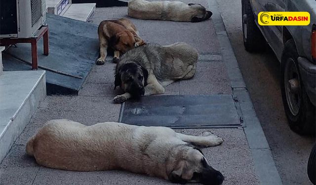 Başıboş Sokak Köpekleri Düzenlemesi Tamamlandı