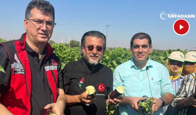 Birecik Patlıcanın Lezzet Yolculuğu Hasatla Başladı