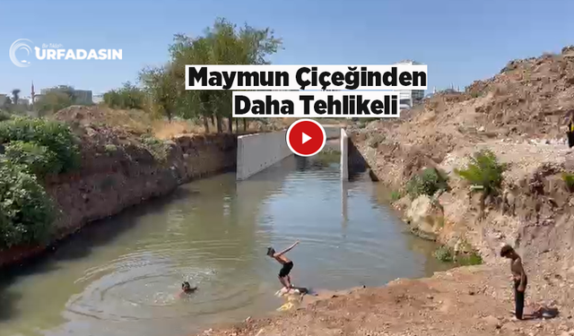 Urfa'da Çocuklar Hastalık Saçan Derelerde Serinliyor